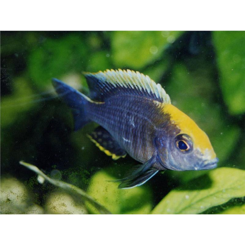 Aulonocara maylandii - imagine 4